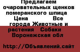 Предлагаем очаровательных щенков померанского шпица › Цена ­ 15 000 - Все города Животные и растения » Собаки   . Воронежская обл.